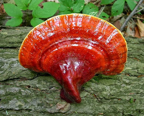 /pictures/ganoderma1.png