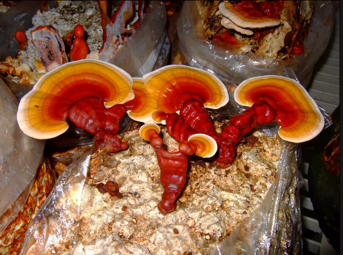 /pictures/ganoderma3.png