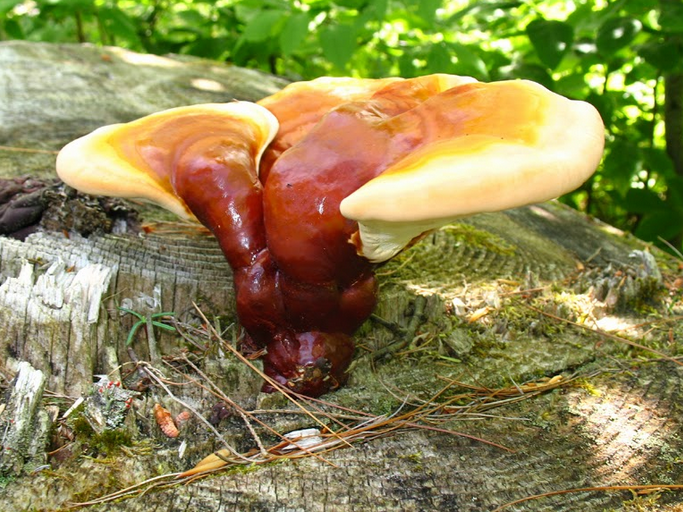 /pictures/ganoderma4.png